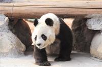 林德牵引车安全运转“21”号国宝大熊猫